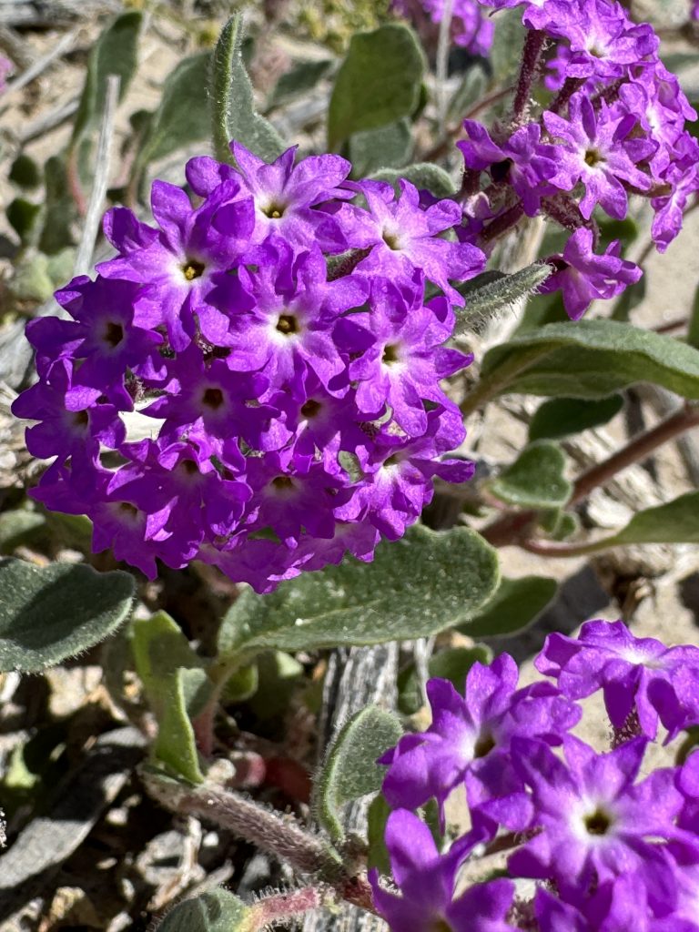 Sand Verbena in Anza Borrego
