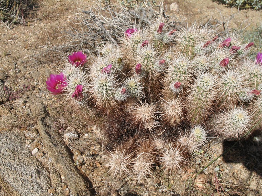 Hedgehog Cactus with blooms