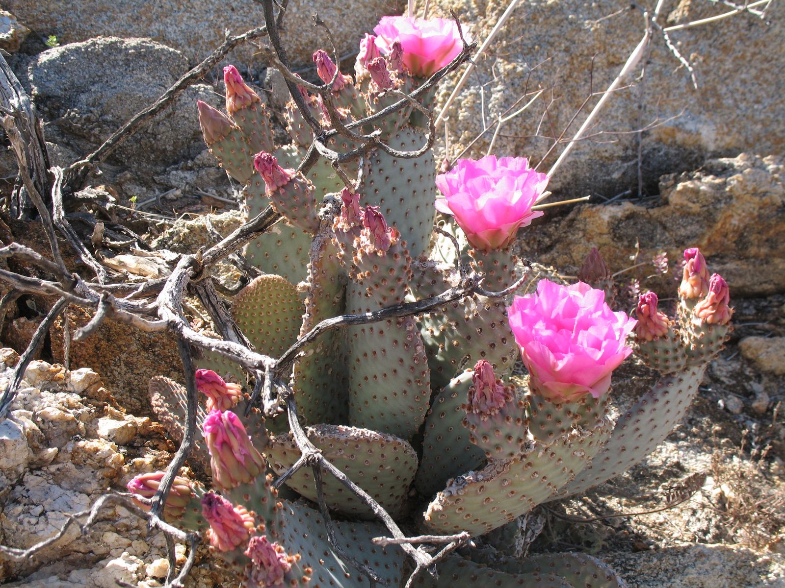 Windy Anza Borrego Windy Anza Borrego