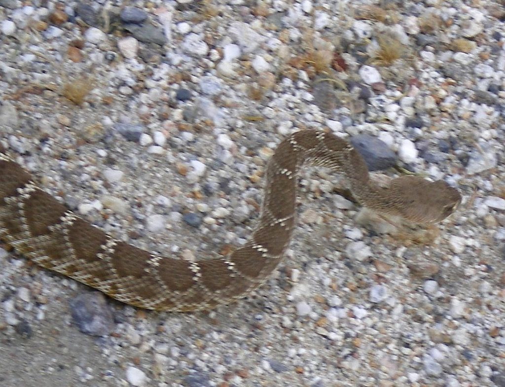 Rattlesnake in Carrizo Gorge
