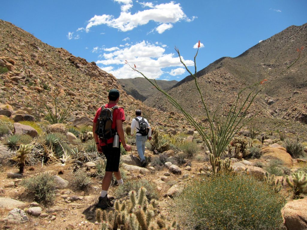 Overlanding through Cholla and Ocotillo in Carrizo Gorge