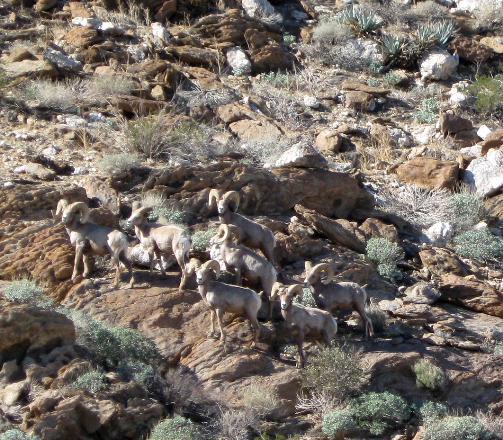 Once the Desert Bighorns spotted us they all froze
