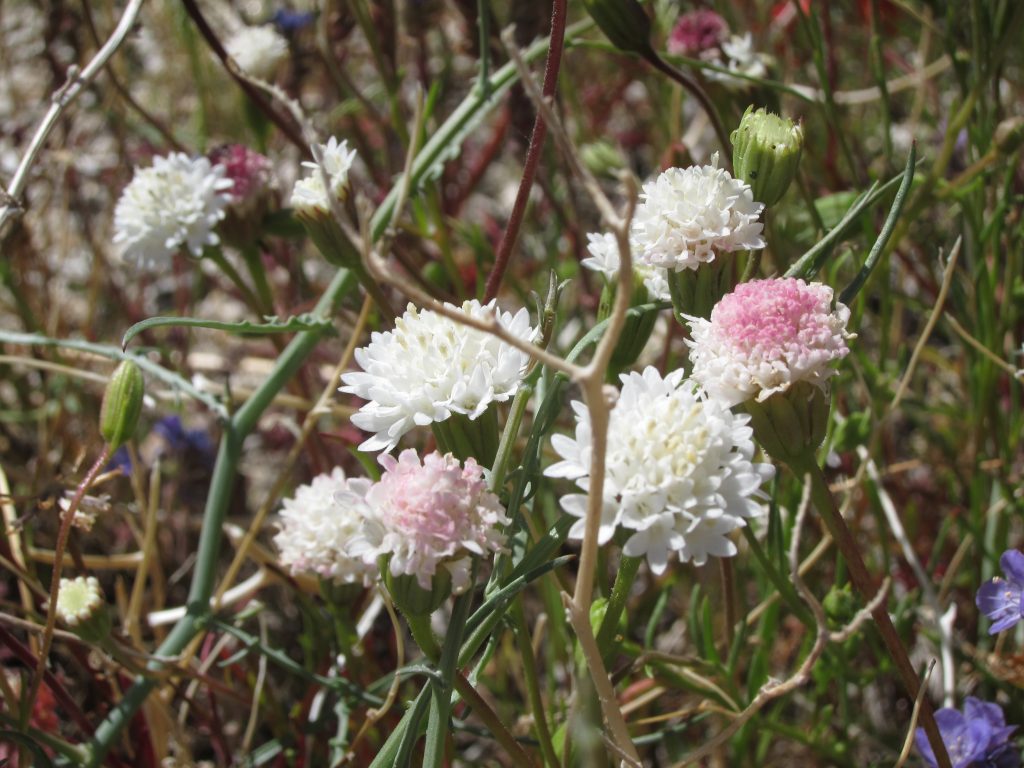 Desert Pincushion in Indian Valley