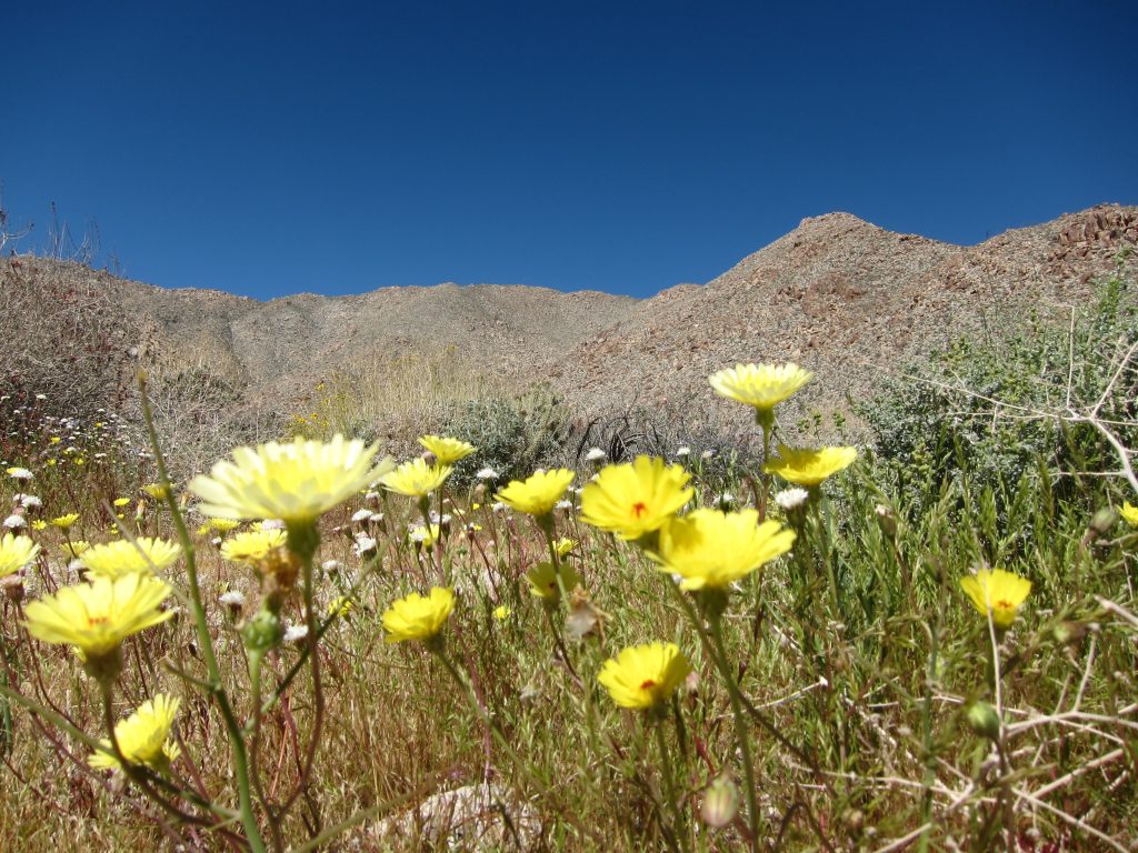 Desert Dandelions in Anza Borrego Indian Valley