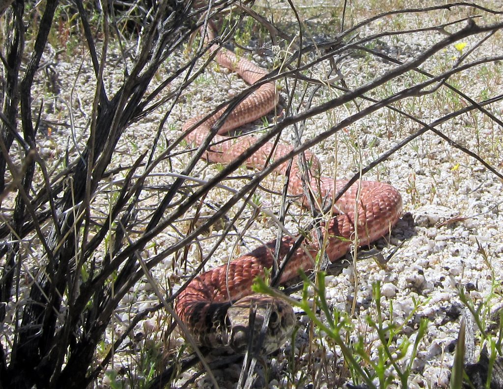 Curious Red Racer in Indian Valley