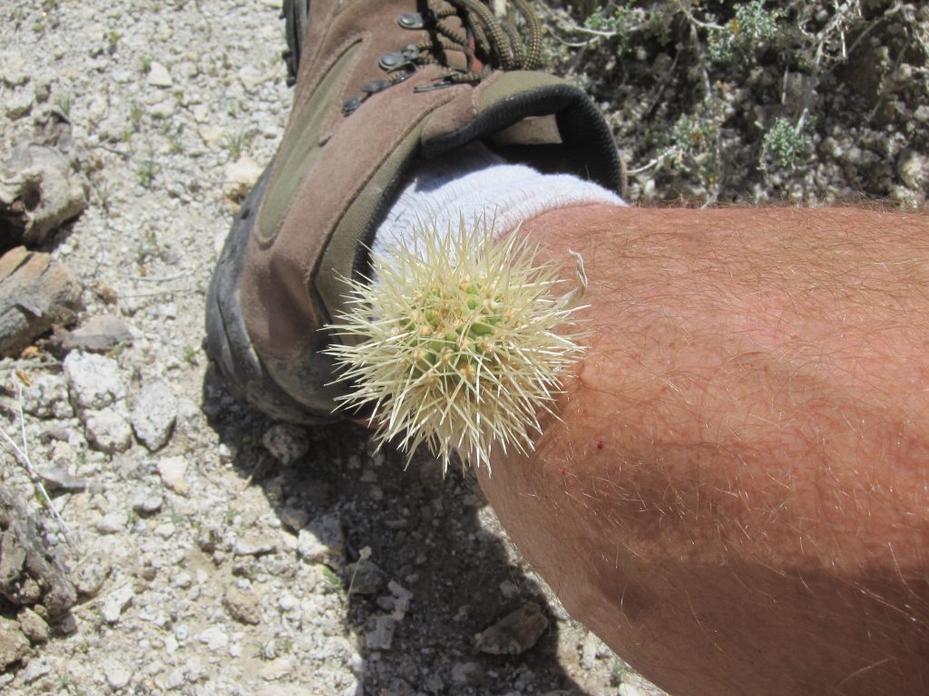Cholla bomb came out of nowhere