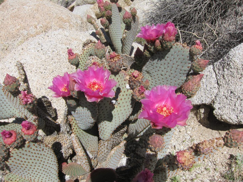 Blooming Beavertail Cactus in Indian Valley